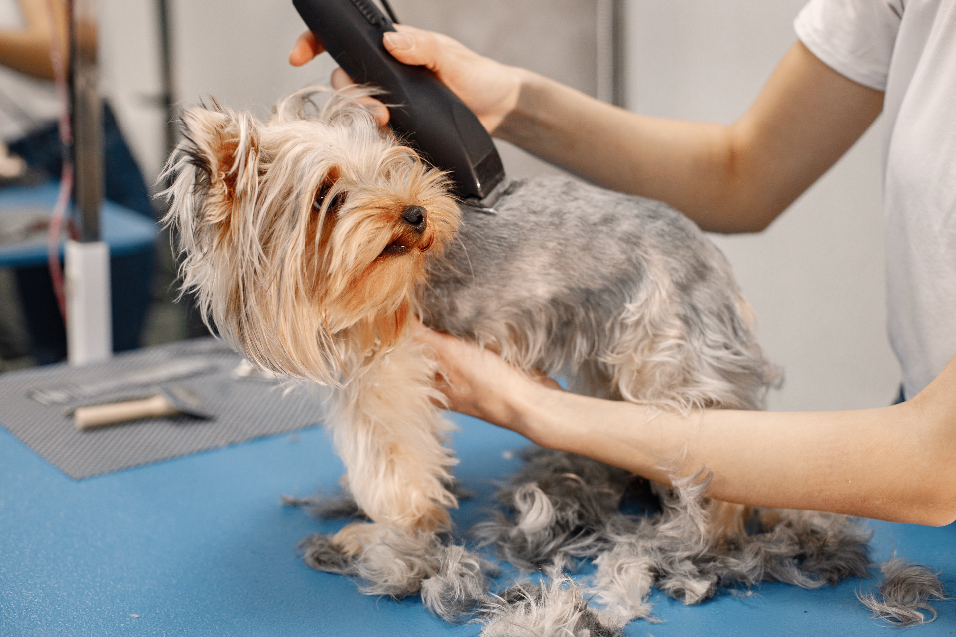 Happy small dog sitting next to grooming brushes and comb