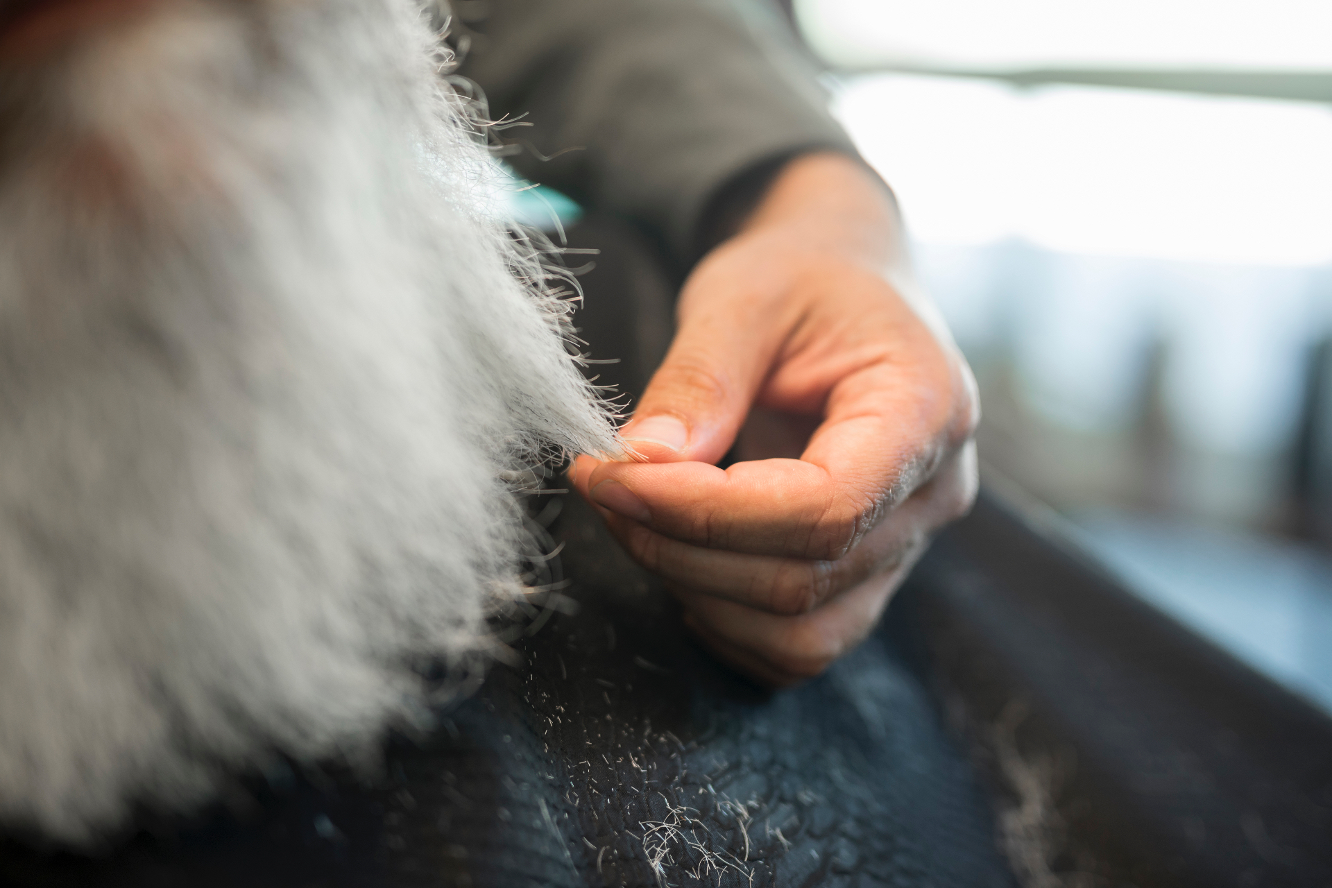 Close-up of a groomer gently working through matted fur on a dog with a comb