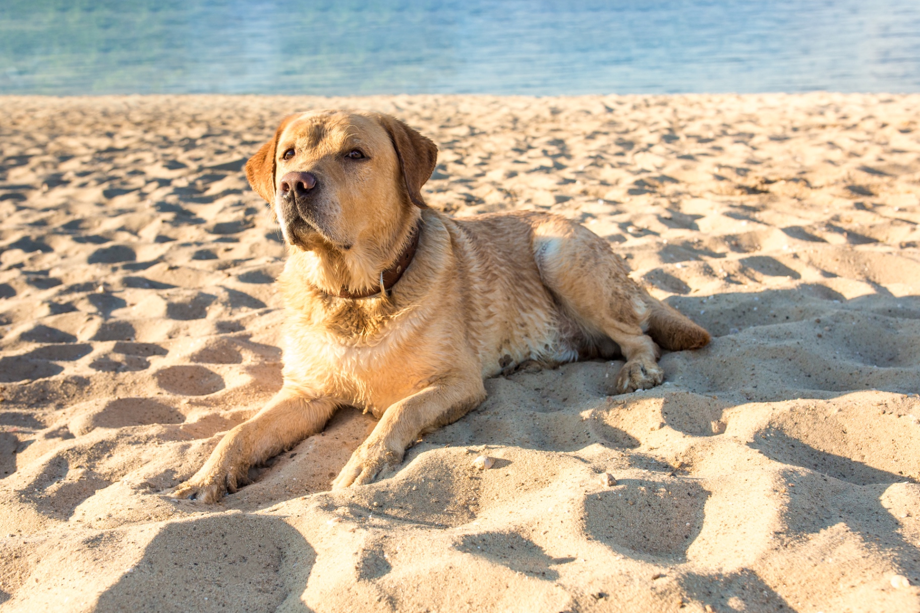 Happy dog being brushed outdoors on a sunny summer day