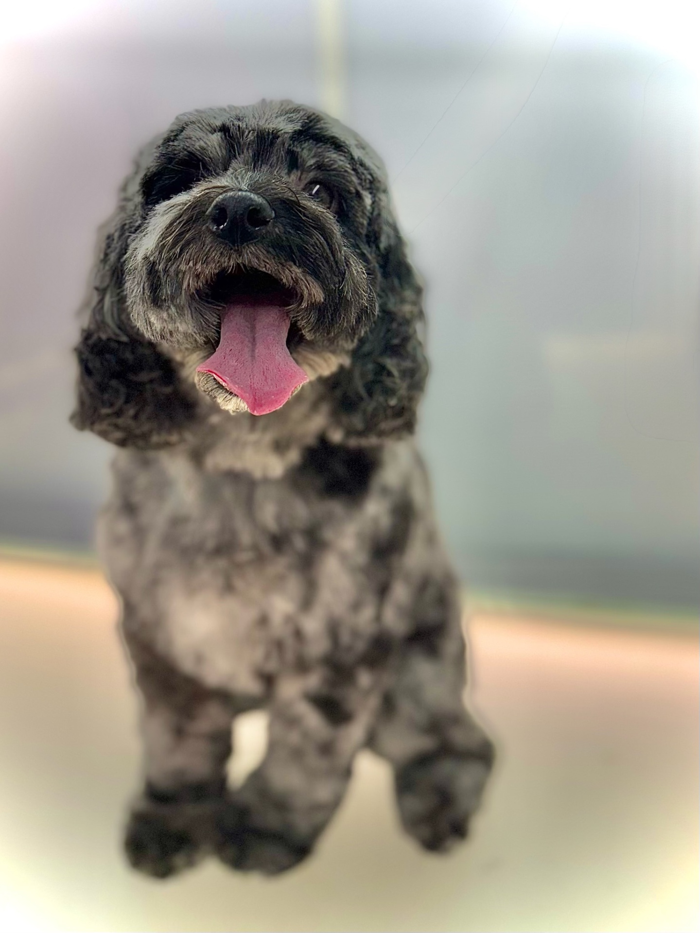 17 Best Dog Grooming Salons in Singapore 2026 [+ Prices]