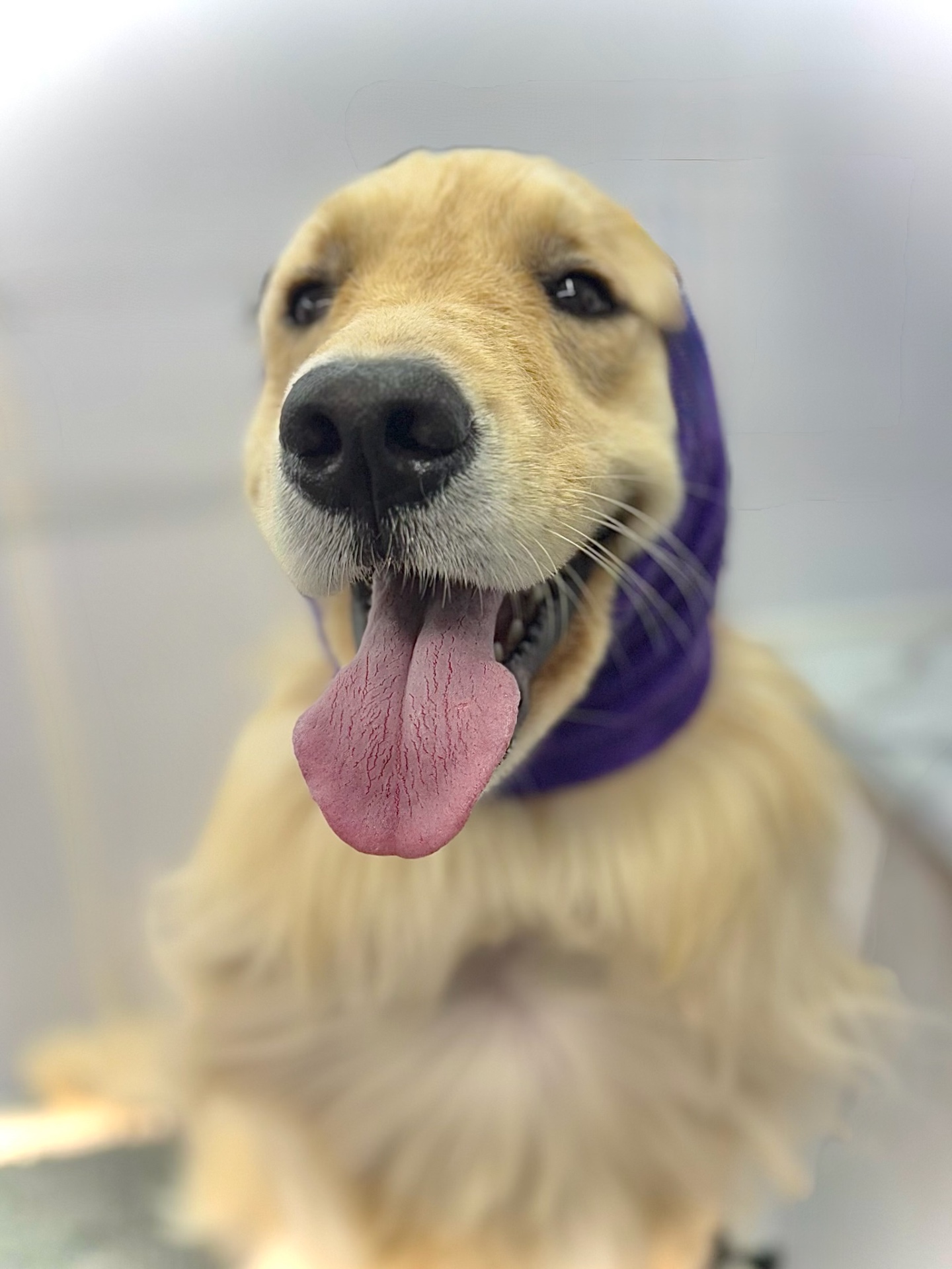 Pet Supplies, Accessories, and Pet Food - Pet Stores | PetSmart