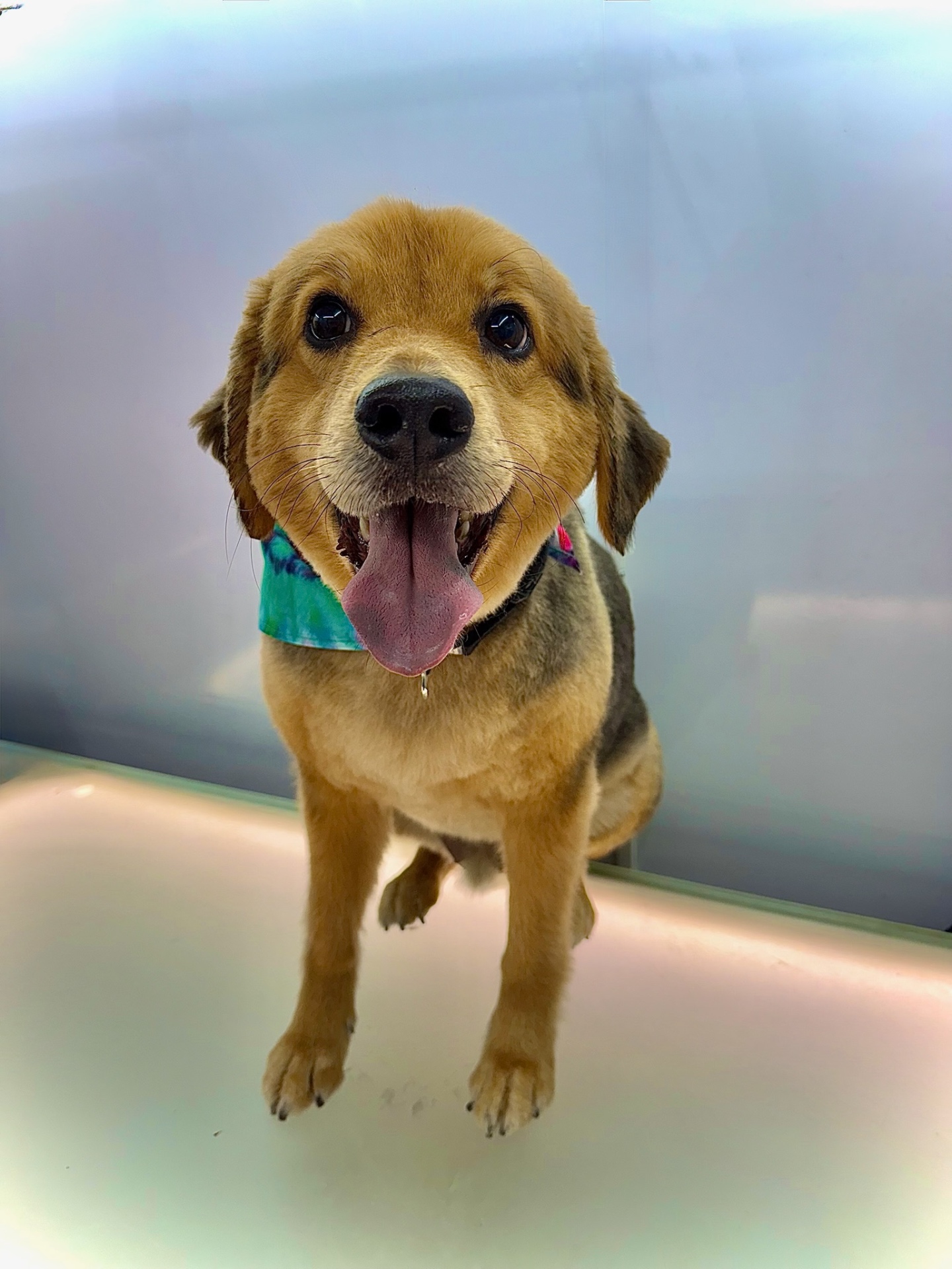 TOP 10 BEST Mobile Dog Grooming in Sooke, BC - Yelp