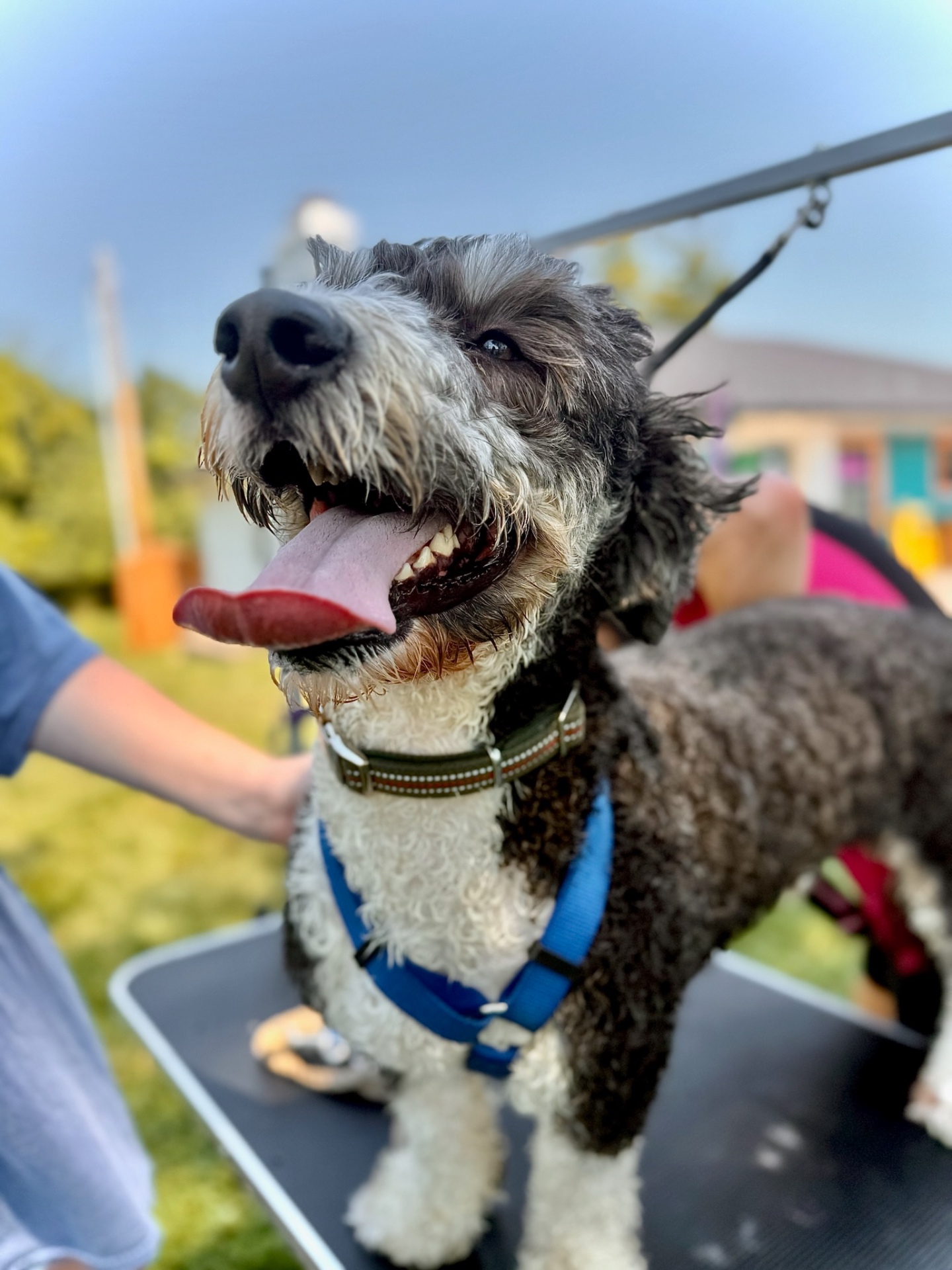 Low-Cost Pet Vaccination Clinic: Dog & Cat Vaccinations, Microchips ...