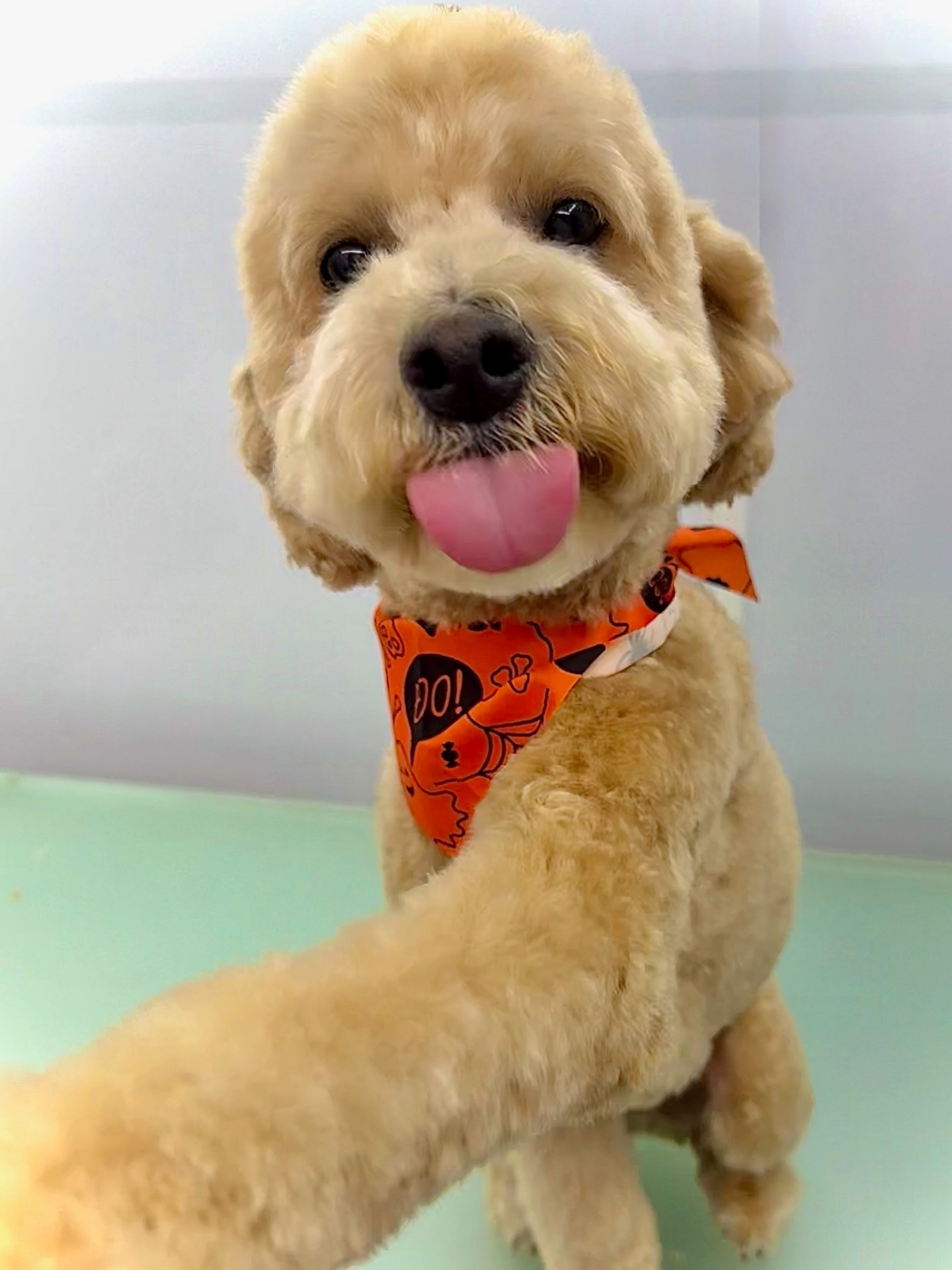 Dog Grooming Near Me Open Sunday - Instagram